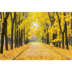 DIMEX ART Флизелинов фототапет есенен парк 375 x 250 см