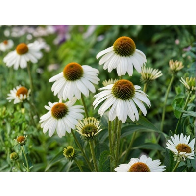 Echinacea purpurová Alba