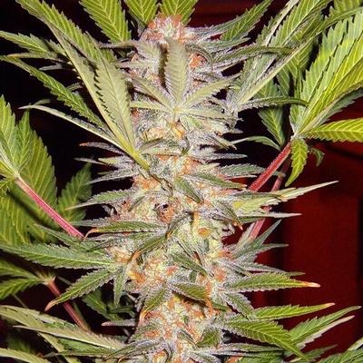 Sweet Seeds S.A.D. Fast F1 Version semienka neobsahujú THC 100 ks