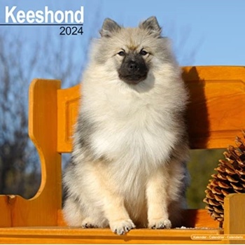 Keeshond Square Dog Breed Wall 16 Month 2024