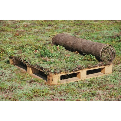 AGRO CS Rozchodníkové koberce 51 - 200 m2