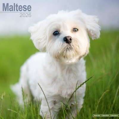 Maltese, 30,5 x 30,5 30,5 x 61 cm 2026