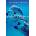 Dolphin Diaries: My 25 Years with Spotted Dolphins in the Bahamas | Denise L. Herzing