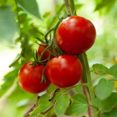 Rajče Tornado F1 Solanum lycopersicum semena rajčete 20 ks – Zboží Dáma
