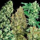 Sensi Seeds Indoor Mix regular semena neobsahují THC 25 ks