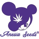 Anesia Seeds Coco Jambo semena neobsahují THC 10 ks