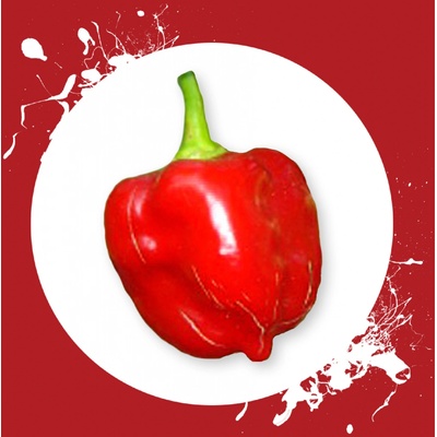 CHILLIMAT Chilli sazenice Habanero Red 1ks