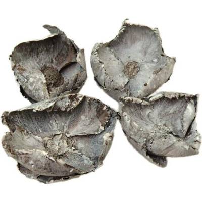 palm cap white wash, cena za 20 ks