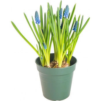 Modřenec, Muscari, modrý, rychlený, průměr květináče 9 cm