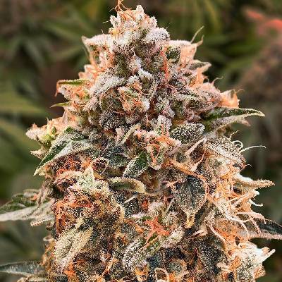 High Speed Buds Super Glue #4 AUTO semena neobsahují THC 3 ks