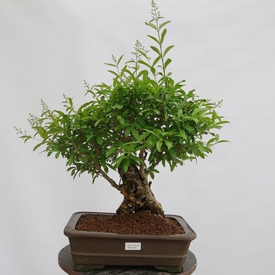 e-bonsai Venkovní bonsai - Ligustrum vulgare - Ptačí zob