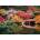 Ravensburger - Puzzle Beautiful Gardens: Daigodji, Kyoto, Japan - 1 000 piese
