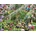 SunsOut - Puzzle Gnomes Playground - 300 piese