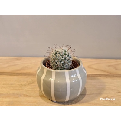 Mammillaria bombycina