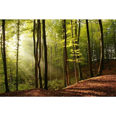 Dimex MS-5-0098 vliesová fototapeta rozměry 375 x 250 cm