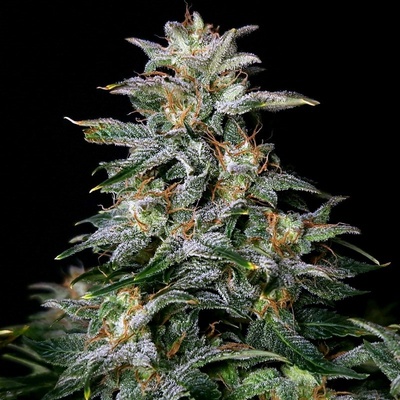 Doctors Choice Lowryder AUTO regular semena neobsahují THC 10 ks