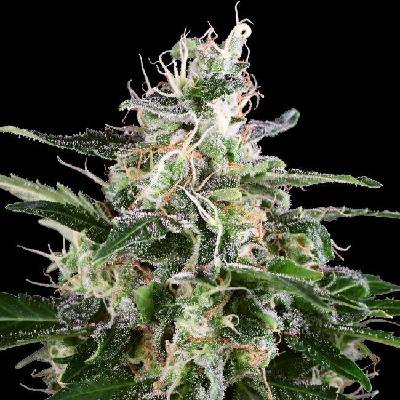 White Label White Skunk Automatic semena neobsahují THC 5 ks