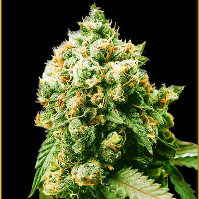 Anaconda Seeds Anaconda semena neobsahují THC 10 ks