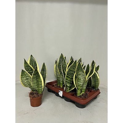 S Sansevieria Zey 40cm/4 NL, živá rostlina