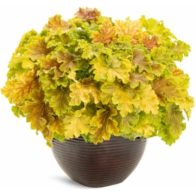 Heuchera Dolce Apple Twist