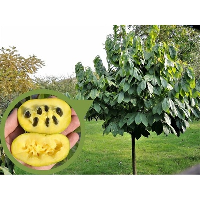 Ásimina trojlaločná, výška 90-140 cm, kvetináč 9 l