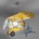 Dalber 54602