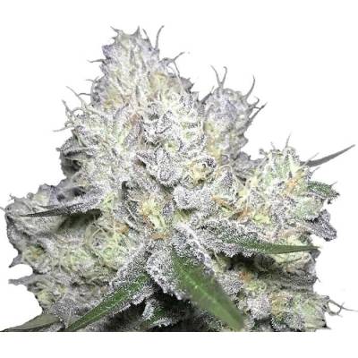 Growers Choice Wedding Cake x Frosty Gelato semena neobsahují THC 5 ks