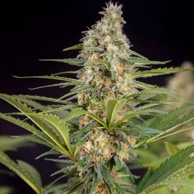 Doctor's Choice Cali Crasher semena neobsahují THC 3 ks