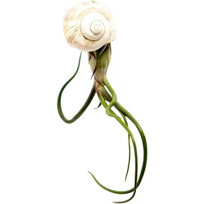 Gardners Šnek s Tillandsií Bulbosa Tillandsie, kykatka