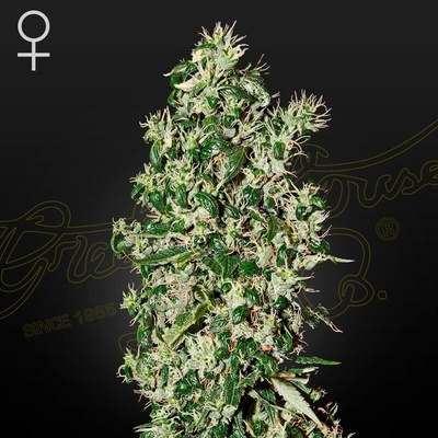 Green House Seed Big Tooth semienka neobsahujú THC 1 + 1 ks