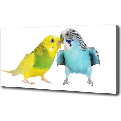 Foto obraz na plátne Andulky 100x50 cm