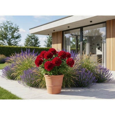 Pivoňka 'Belgravia' 1 ks v květináči