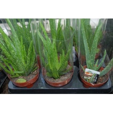TSUGA Aloe VERA