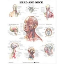 Head and Neck Anatomical Chart
