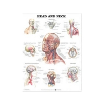 Head and Neck Anatomical Chart