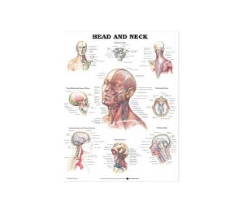 Head and Neck Anatomical Chart