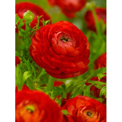 Pryskyřník 'Ranunculus red' 3 ks – Zboží Mobilmania