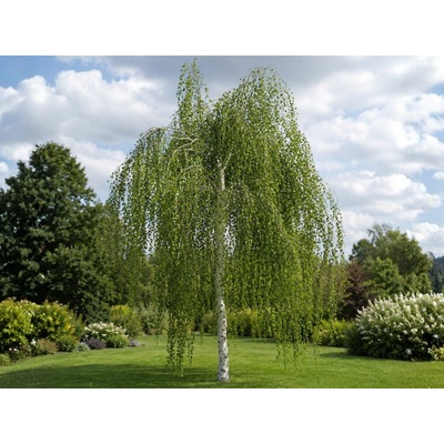 Breza previsnutá, výška 130-160 cm, kvetináč 15 l