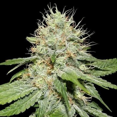 Spliff Seeds Sweet 'n' Sour Indoor semena neobsahují THC 3 ks