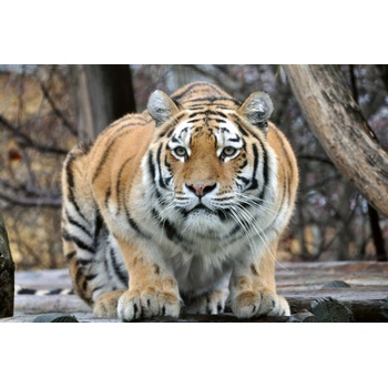 DIMEX ART s. r. o Флизелинов фототапет тигър на лов 375 x 250 см