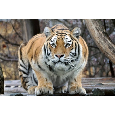 DIMEX ART Флизелинов фототапет тигър на лов 375 x 250 см