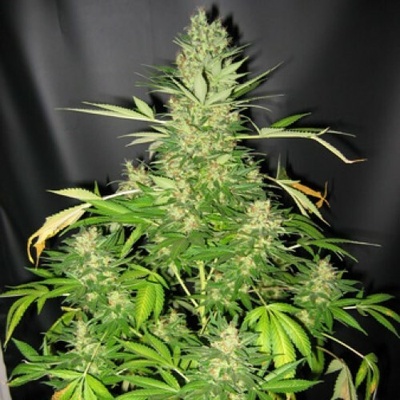 Mr. Nice Master Kush x Skunk regular semienka neobsahujú THC 15 ks
