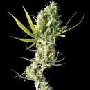 Sensi Seeds Durban semena neobsahují THC 3 ks