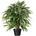 Ficus dlhé listy, 80cm