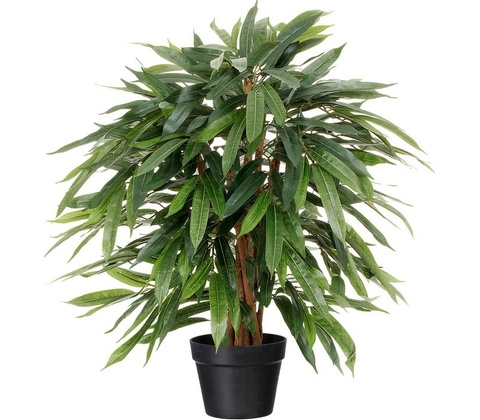 Ficus dlhé listy, 80cm