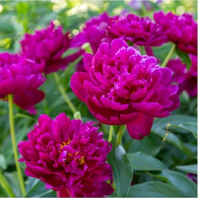 Pivoňka Big Ben - Paeonia lactiflora - prodej cibulovin - 1 ks