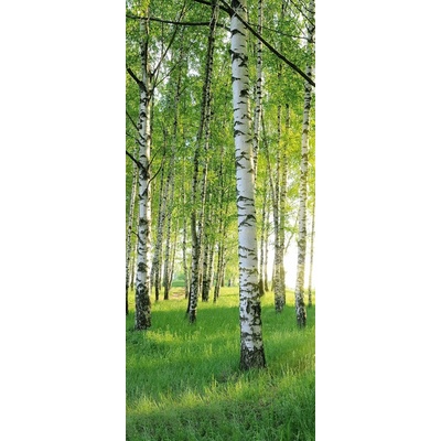 Textilomanie Fototapeta na dvere BIRCH GROVE 86x200 cm