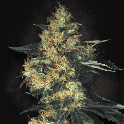 Paradise Seeds Acid semena neobsahují THC 5 ks