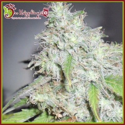 Dr. Krippling Seeds Kali's White Shadow semena neobsahují THC 1 ks