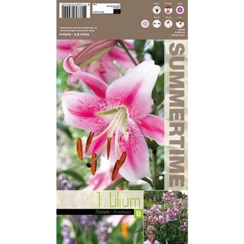 Seklos Лилиум Lilium Anastasia - 1 бр луковицa